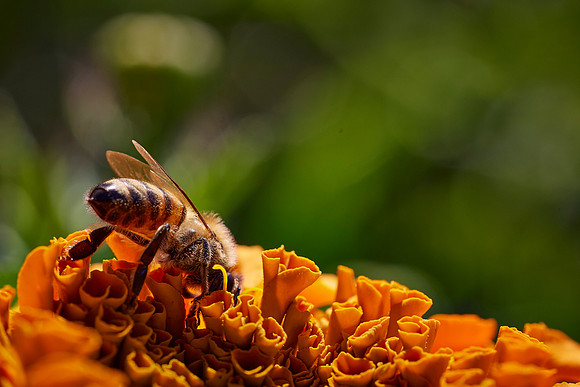Bolinas Bees 0177