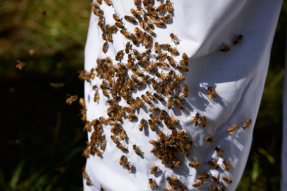 Bolinas Bees 0376