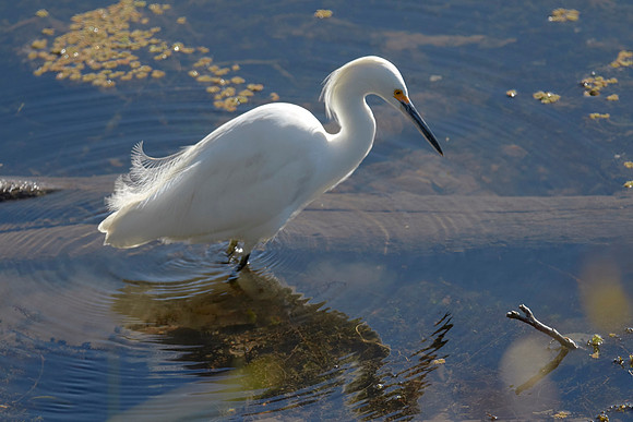 LKR Birding 437