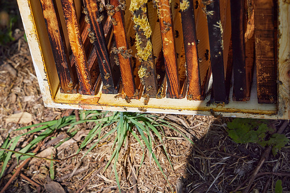 Bolinas Bees 0279
