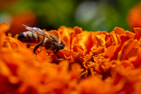 Bolinas Bees 0157