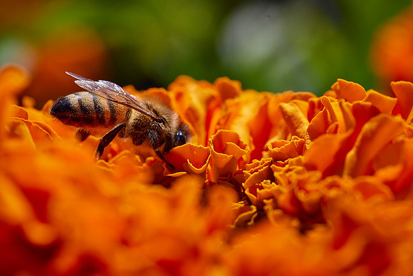 Bolinas Bees 0157