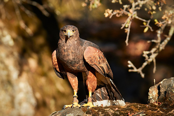 Falconry 7D 0989
