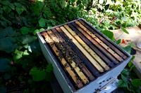Bolinas Bees 0052