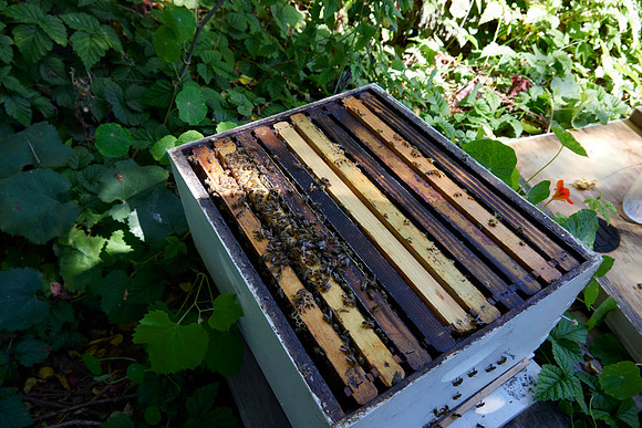 Bolinas Bees 0052