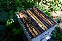 Bolinas Bees 0051
