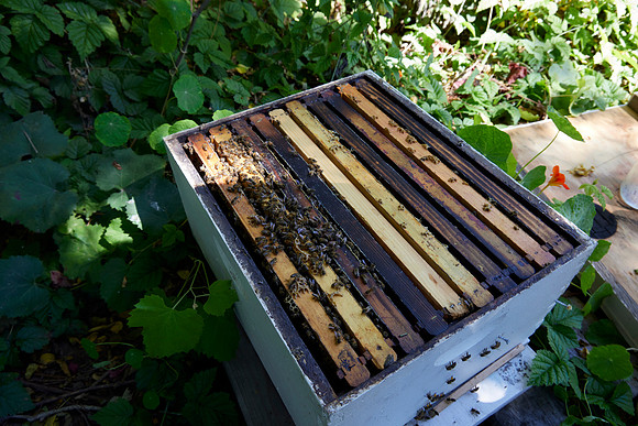 Bolinas Bees 0051
