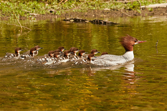 Birds April 2020  536