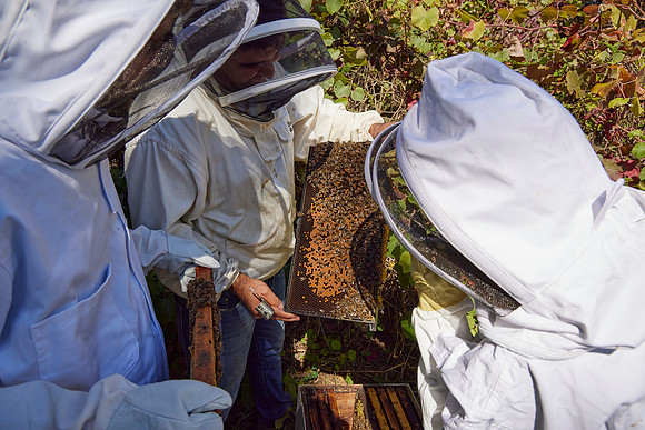 Bolinas Bees 0299