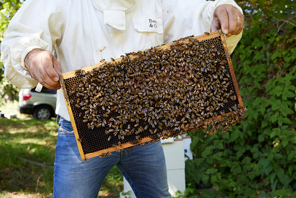 Bolinas Bees 0058