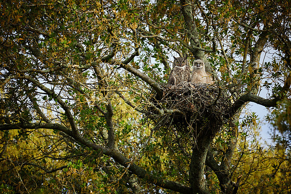 Great Horned Owls nest 016 full frame