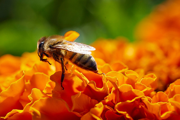 Bolinas Bees 0139