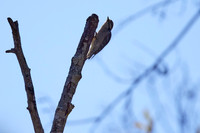 Bolinas Bees 0018
