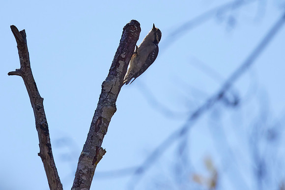 Bolinas Bees 0018