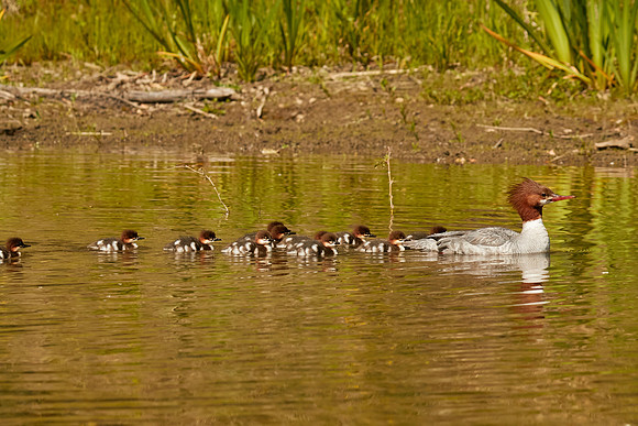 Birds April 2020  491