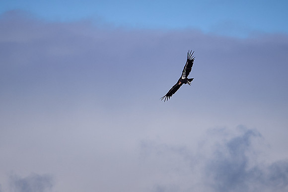 Pinnacles National Park Condors 0165 1