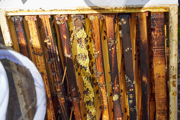 Bolinas Bees 0280