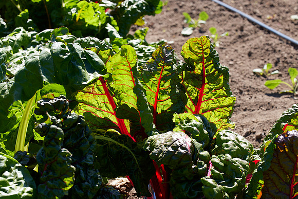 Bolinas Bees 0089
