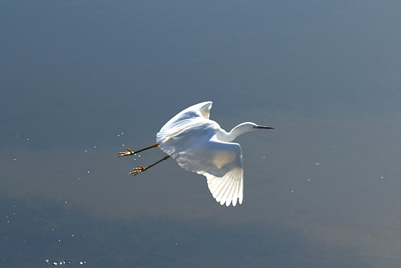 LKR Birding 447