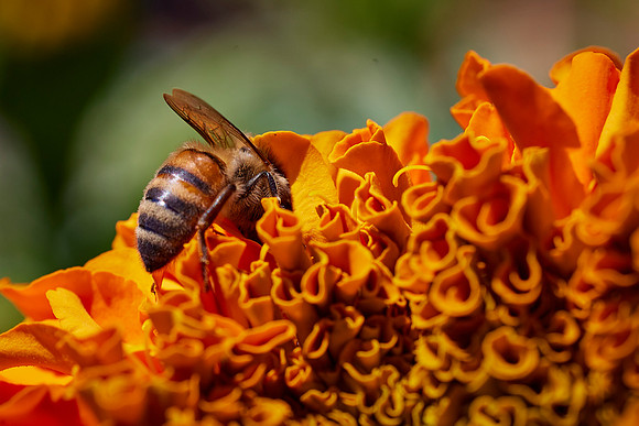 Bolinas Bees 0131