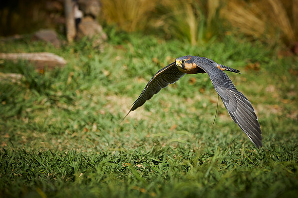 Falconry 736
