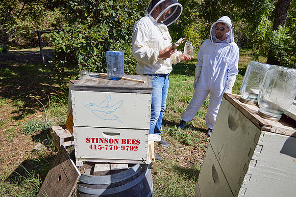 Bolinas Bees 0230